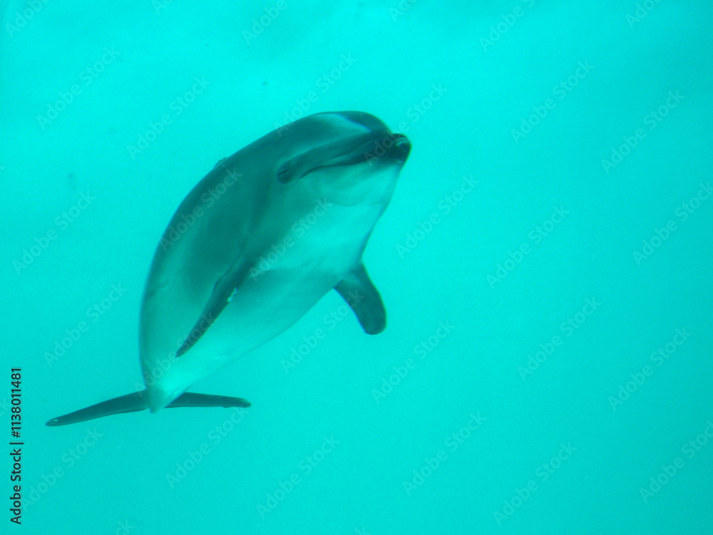 Naklejka premium イルカ