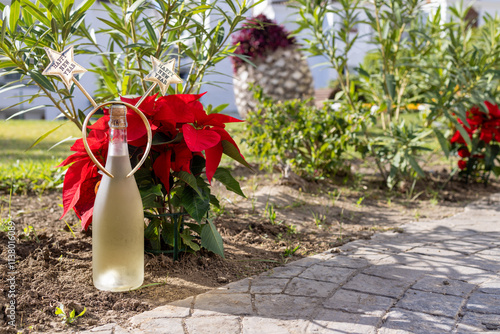 Photo of a champagne bottle with a head band boppers saying happy New Year surrounded by two wine glasses on a sunny day in a garden indicating by a Poinsettia plant New Years Eve in the sun photo