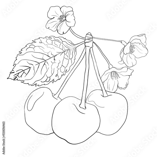 Hand drawn illustration of cherries with blossoming flowers