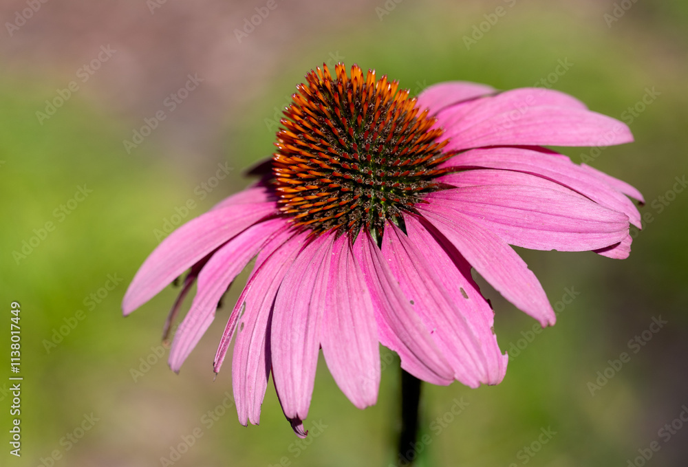 Bumblebee on echinacea flower, pollination of plant, nature summer. Bumblebee on echinacea flower, pollination of plant, nature summer.