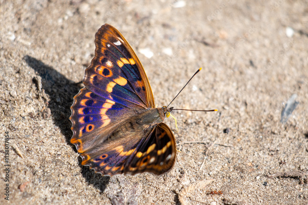 A beautiful butterfly with vibrant blue and orange patterns resting on sandy ground in the warm sunlight of a spring afternoon A beautiful butterfly with vibrant blue and orange patterns resting on sandy ground in the warm sunlight of a spring afternoon
