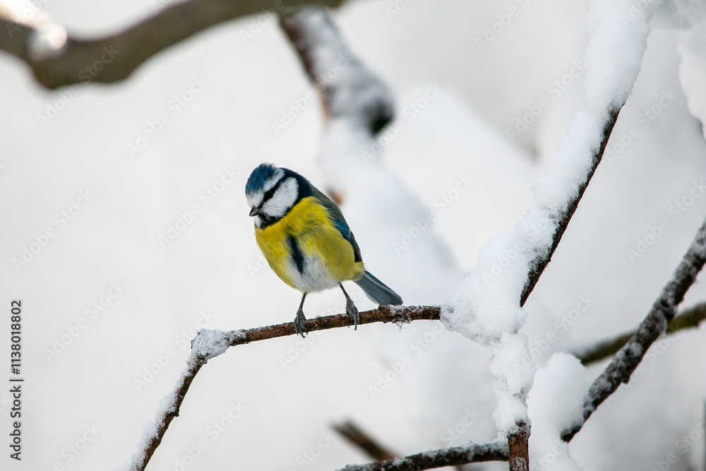 Naklejka premium Bird Titmouse in the Munich city park in winter on the branches with snow
