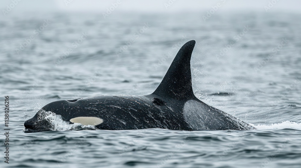 Fototapeta premium Killer whales are swimming in the deep ocean