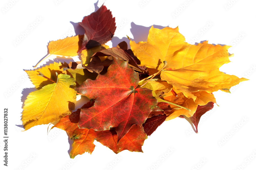 A pile of autumn leaves lies on a white background. A pile of autumn leaves lies on a white background.