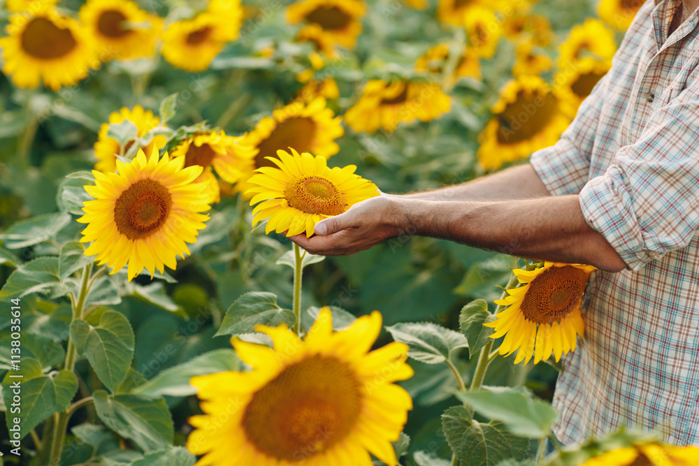 Man farmer examining harvest in a sunflower field Man farmer examining harvest in a sunflower field