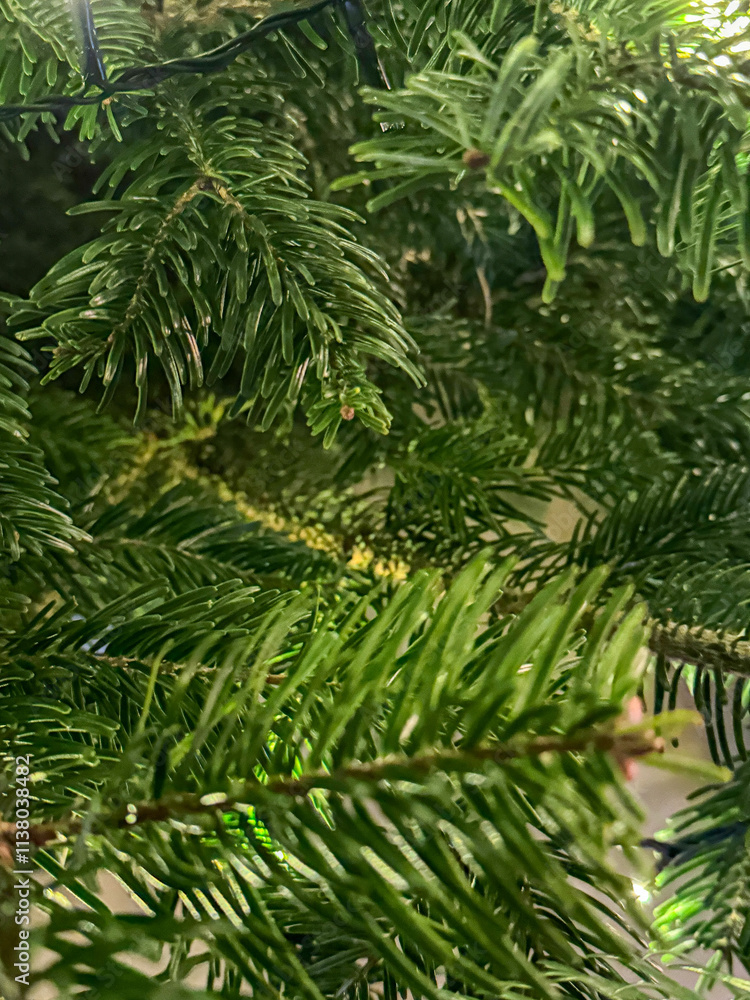 Fototapeta premium branches