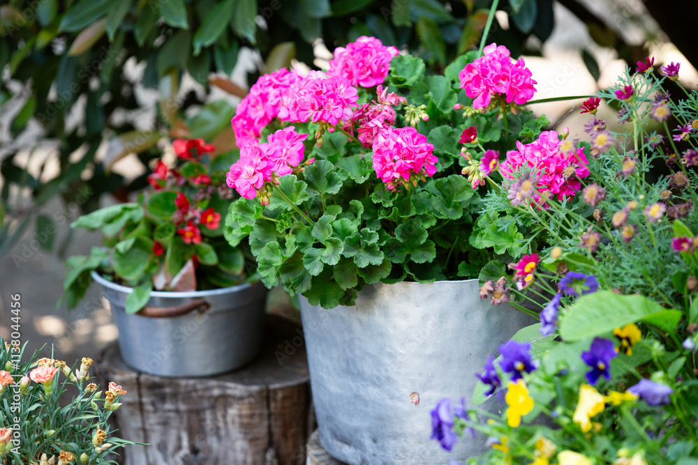Naklejka premium A cluster of various potted flowers is currently resting on a wooden stump