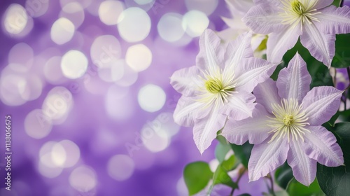 Purple background featuring delicate white clematis flowers with bokeh effect creating elegant space for text or inscription