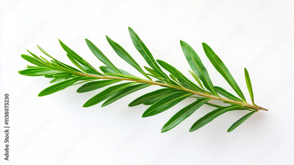 Fototapeta premium Green leaf branch isolated on white background