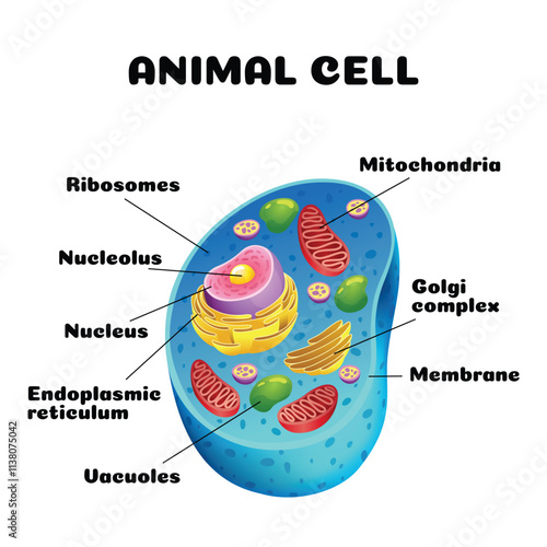 Animal cell anatomy infographics with detailed educative diagram and labelled elements realistic vector illustration
