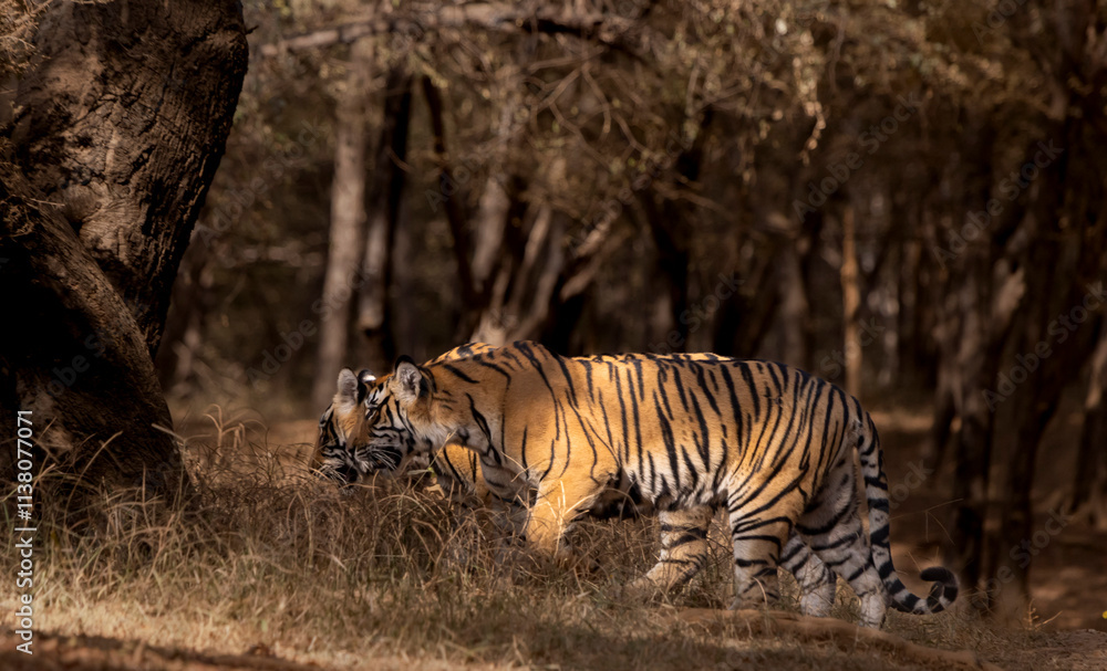 Fototapeta premium Tiger in the forest