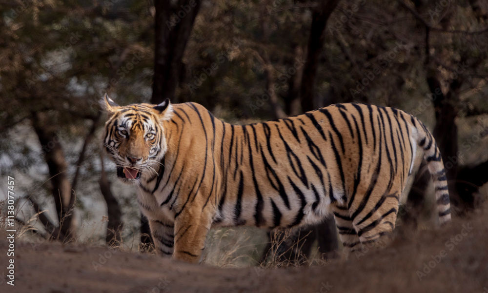 Fototapeta premium tiger in the wild
