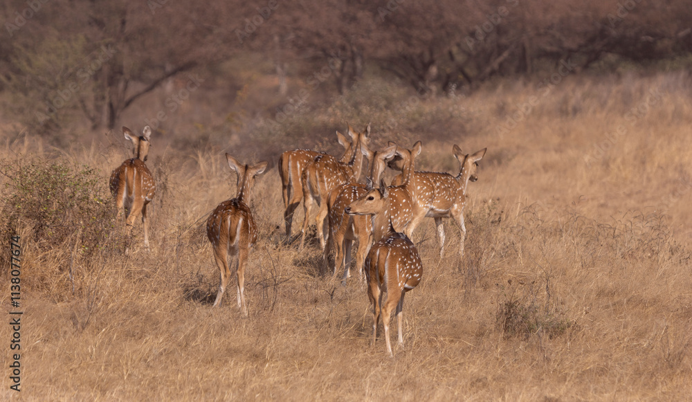 Chital, axis deer herd Chital, axis deer herd
