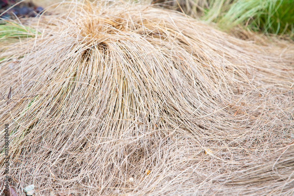 A sizable pile of dry grass is presently sitting on the ground A sizable pile of dry grass is presently sitting on the ground