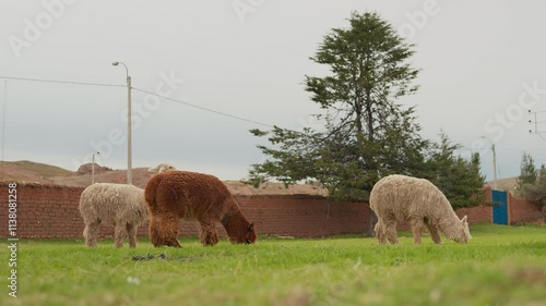 Portrait of a white alpaca standing grazing in the Andes mountain range surrounded by green vegetation and cloudy sky