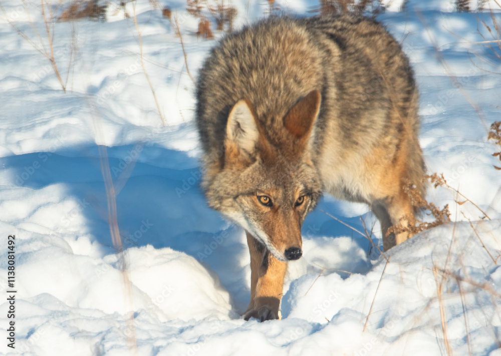 Obraz premium coyote in the snow