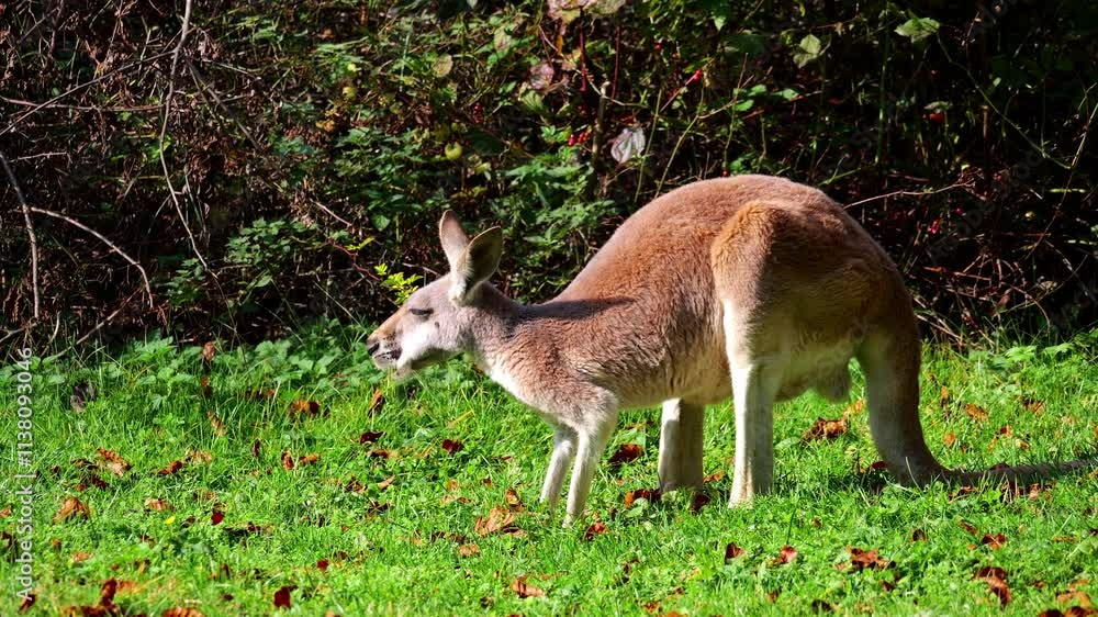 The red kangaroo, Macropus rufus is the largest of all kangaroos, the largest terrestrial mammal native to Australia, and the largest extant marsupial. The red kangaroo, Macropus rufus is the largest of all kangaroos, the largest terrestrial mammal native to Australia, and the largest extant marsupial.
