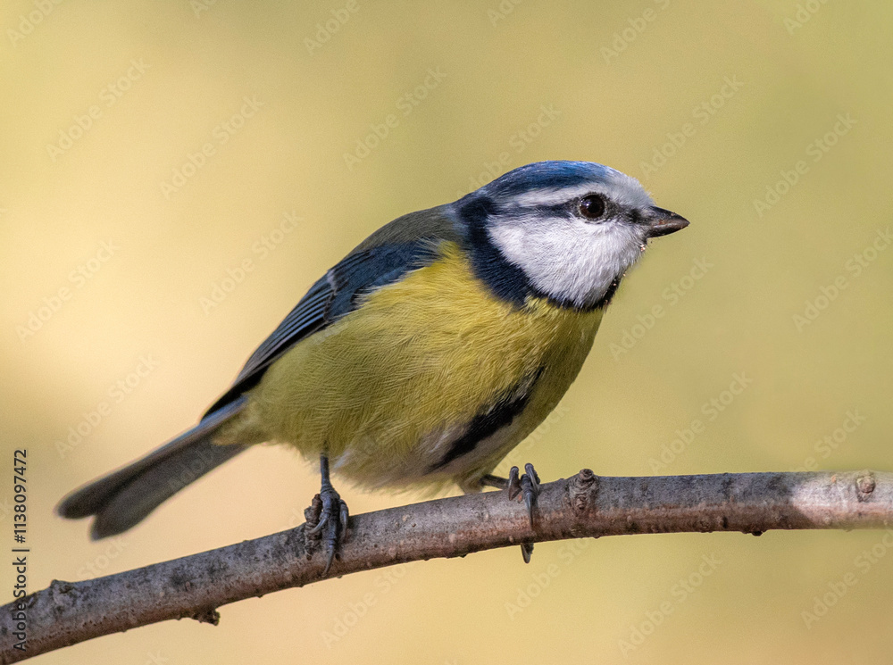 Naklejka premium great spotted woodpecker