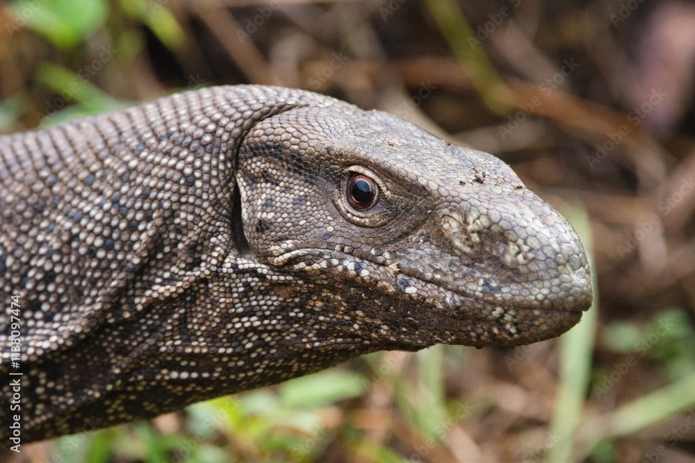 Obraz premium The Bengal monitor (Varanus bengalensis), also called the Indian monitor, Yala National Park, Sri Lanka