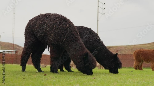 Portrait of black alpaca standing grazing in the Andes mountain range surrounded by green vegetation and cloudy sky