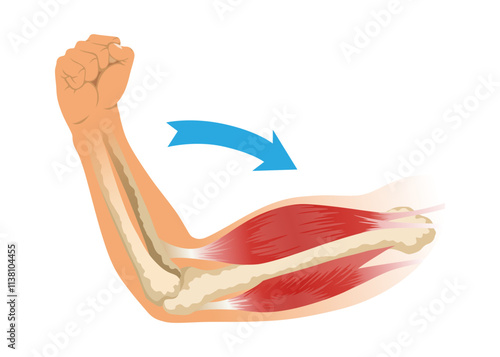 Arm muscle biceps with skeleton. Muscle tension of human hand on white background. Bones and joints in male silhouette. Medical vector illustration of hand for clinic or hospital