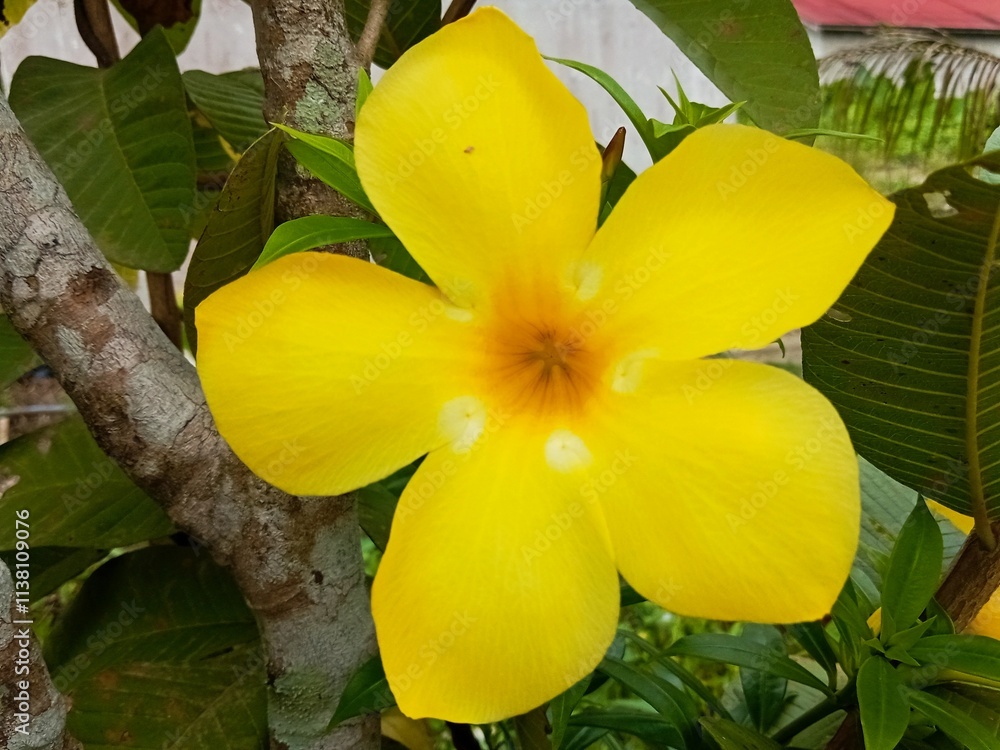 Fototapeta premium yellow plumeria flower