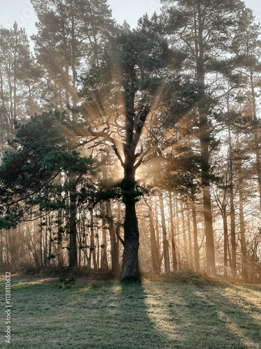 mystical oak tree through which the orange sunlight of sunset shines in the mist in the winter frost.