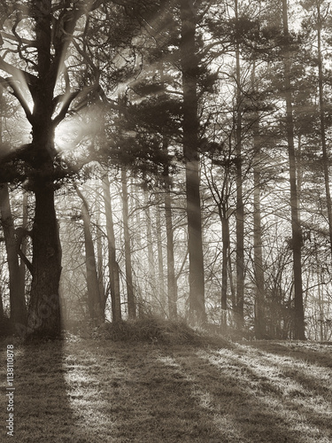 mystical oak tree through which the orange sunlight of sunset shines in the mist in the winter frost.