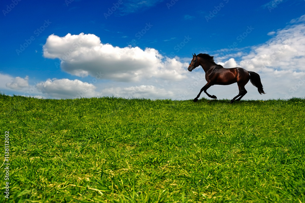 horse running along a edge of a meadow horse running along a edge of a meadow
