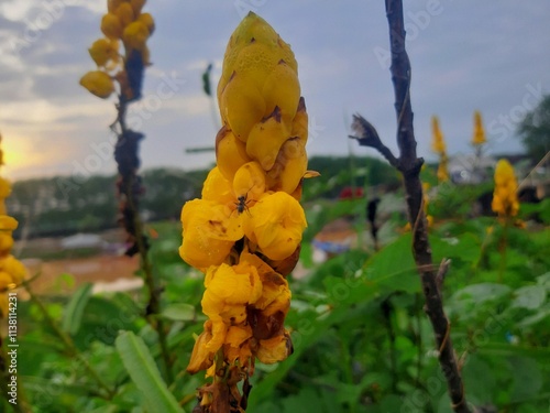 close-up portrait of senna alata ring worm flowers in the morning photo