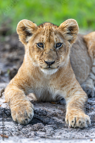 Primer plano de un cachorro de león descansando sobre tierra húmeda, con mirada atenta y expresión curiosa en su hábitat natural de la sabana africana. photo