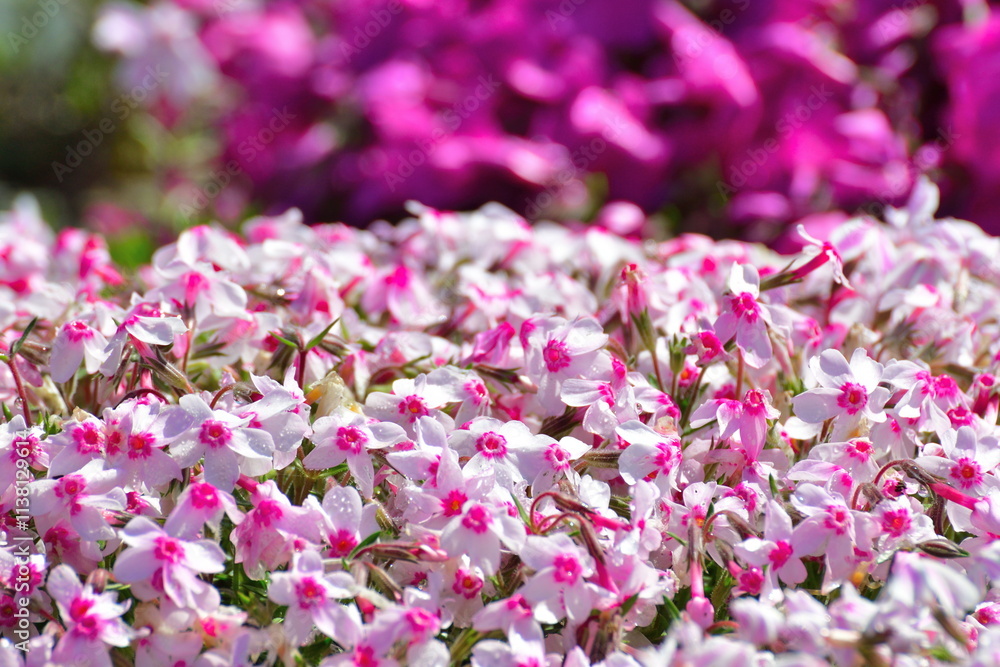 Fototapeta premium 根小屋 花と緑と雪の里 芝桜（新潟県）