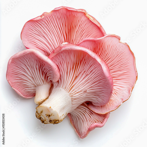 Isolated pink oyster mushroom cut out on white background.