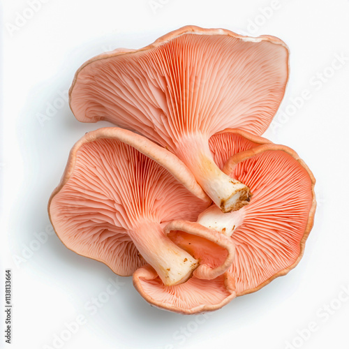 Isolated pink oyster mushroom cut out on white background.