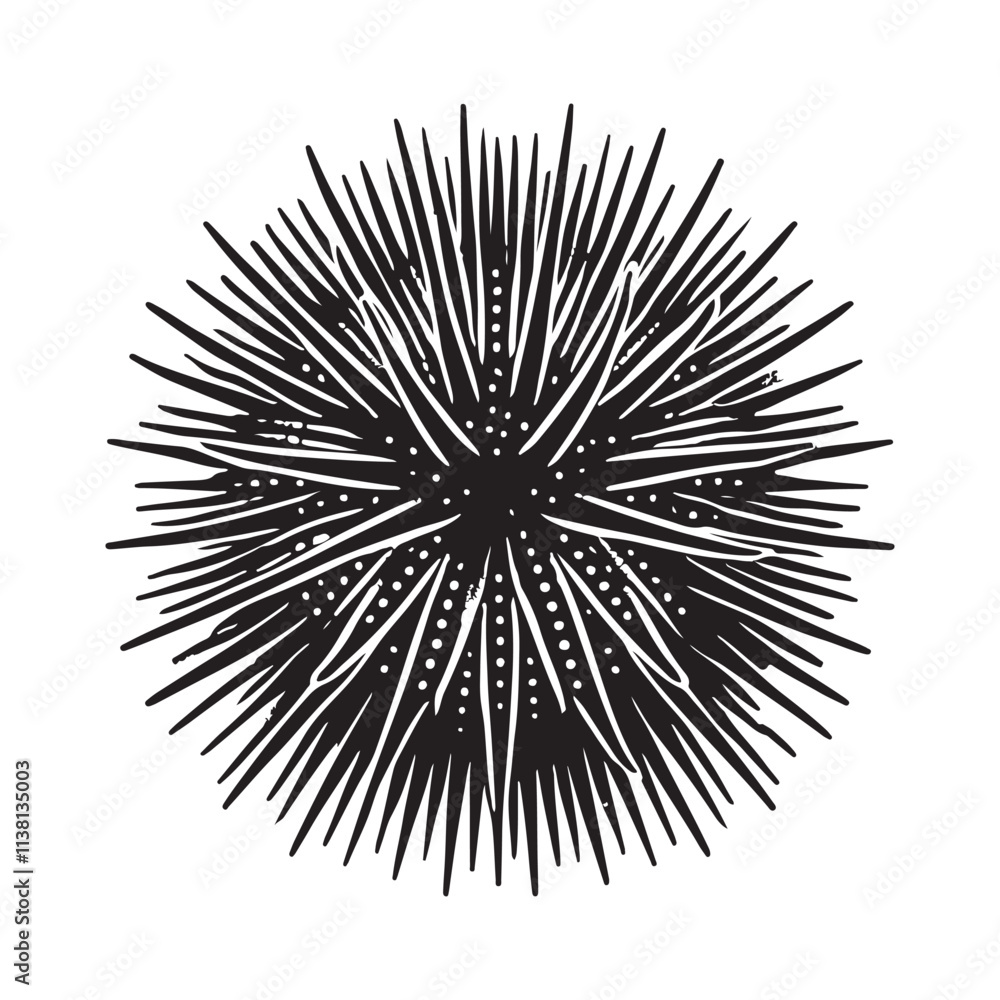 Fototapeta premium Sea Urchin Silhouette Vector Illustration, Solid White Background.