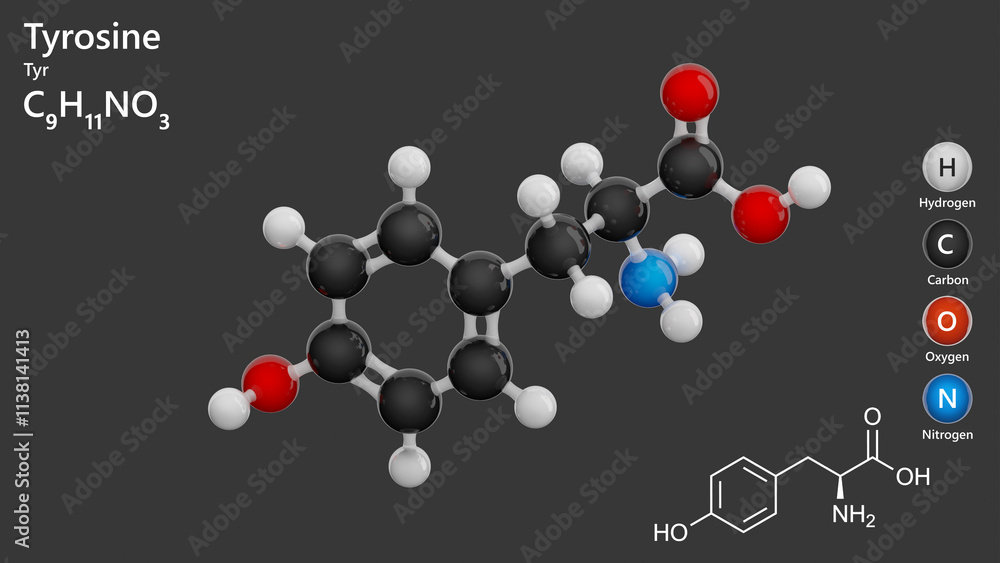 Molecule: Tyrosine (Tyr or Y). Non-essential amino acid. Molecular structure. Formula: C9H11NO3. Chemical model: Ball and stick. Gray background. 3D illustration. Molecule: Tyrosine (Tyr or Y). Non-essential amino acid. Molecular structure. Formula: C9H11NO3. Chemical model: Ball and stick. Gray background. 3D illustration.
