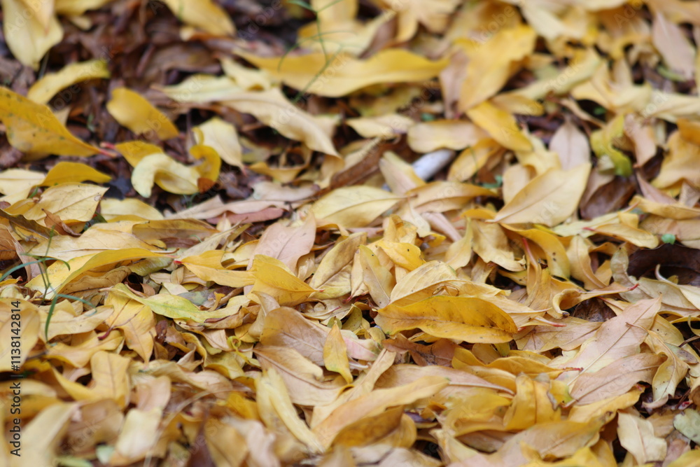 autumn leaves on the ground. autumn leaves on the ground.