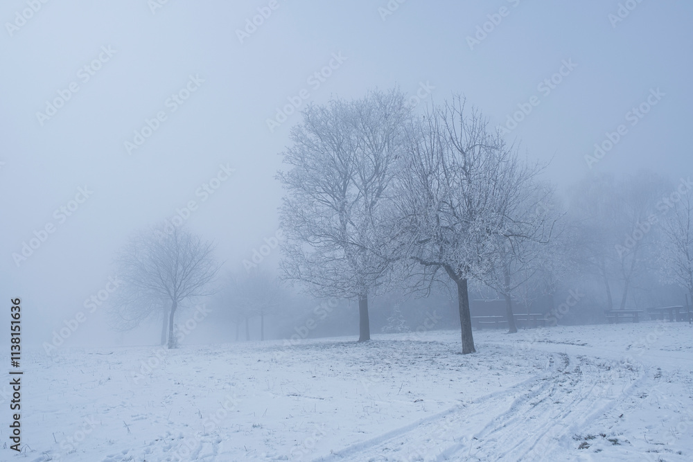 Trees in the snow in thick fog in the Rheingau Trees in the snow in thick fog in the Rheingau