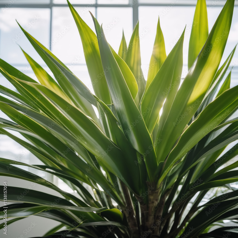 Fototapeta premium Zimmerpflanzen - Schlichte Dracaena für ein minimalistischen Büro