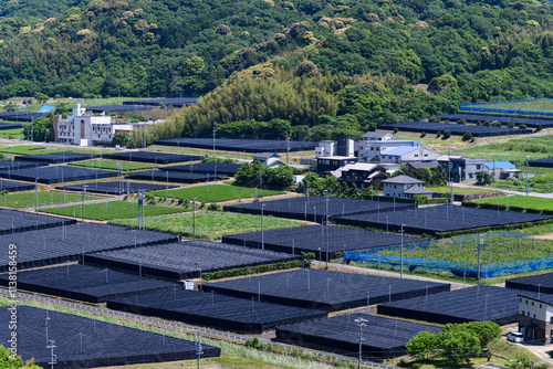 愛知県西尾市の茶畑