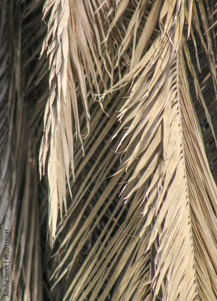 Obraz premium Palm leaf background. Foliage pattern. Dry leaves. Beige neutral natural aesthetic color.