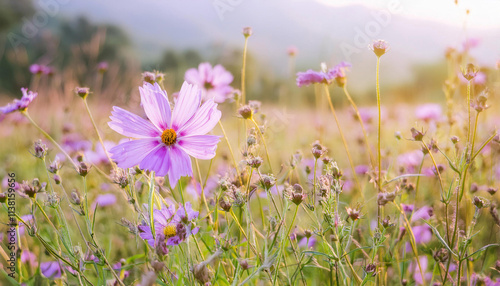 Purple Flower Blooming in Field and Copy Space