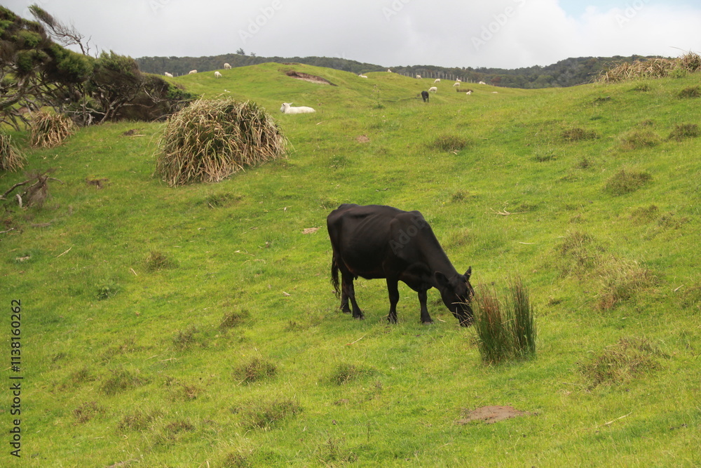cows in the field cows in the field