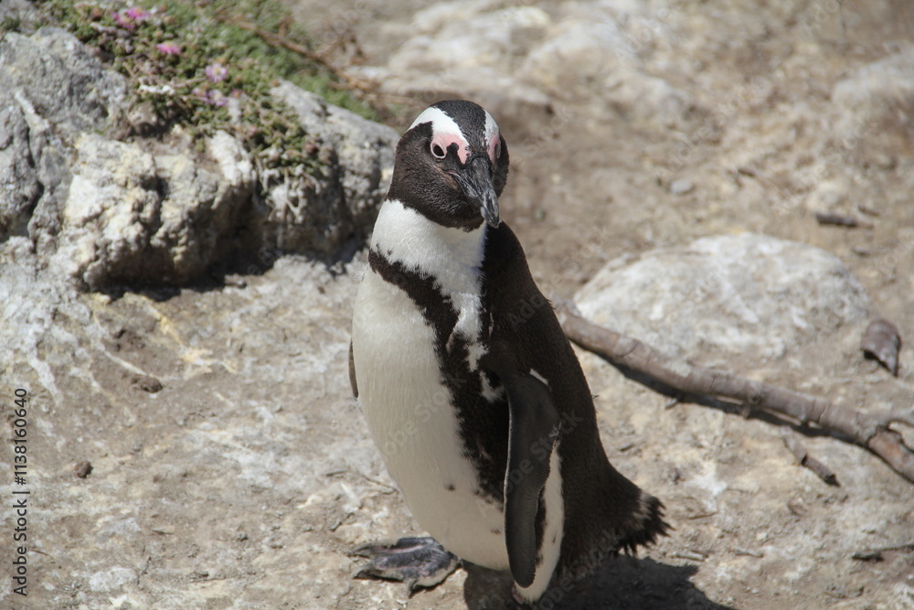 Naklejka premium penguin on the rocks