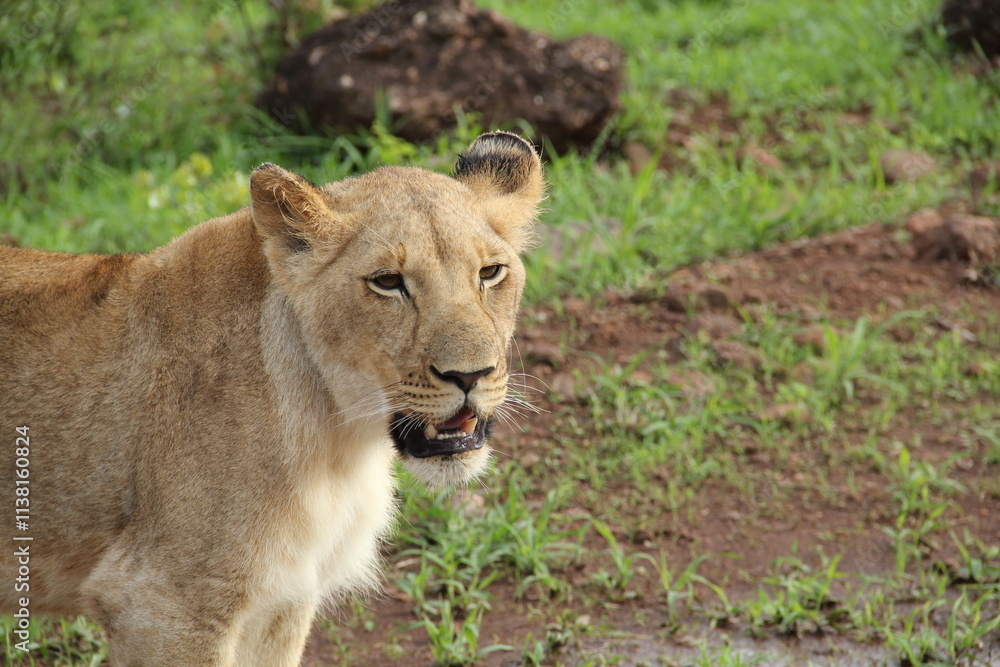 lion in the grass lion in the grass