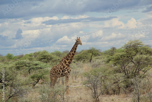 Photography giraffe in the wild