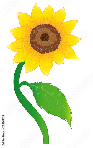 flor girasol