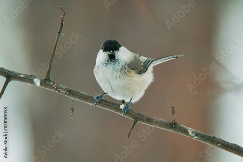 willow tit on branch