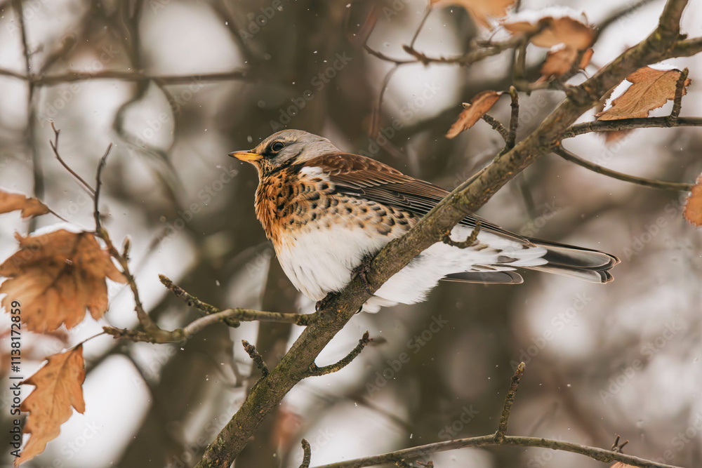 Fototapeta premium fieldfare on a branch