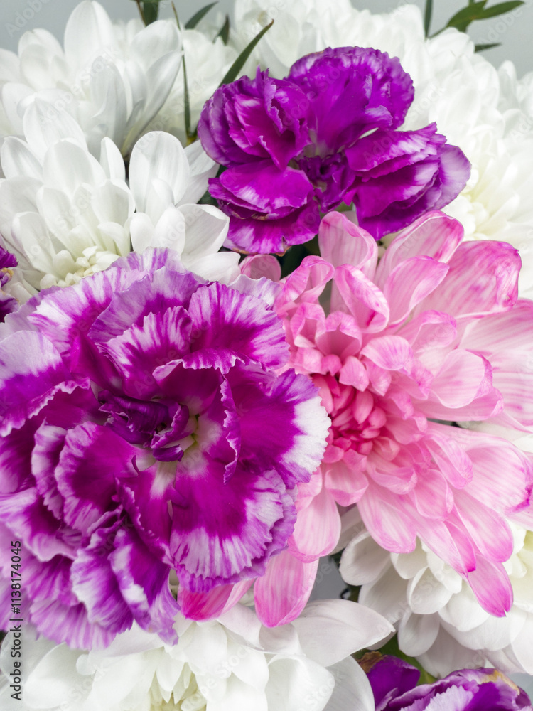 Obraz premium Closeup of fresh white chrysanthemums and violet carnation flowers. Heartfelt congratulations on birthday, Valentines Day, Mothers Day, anniversary, March 8. Floral background. Beautiful greeting card